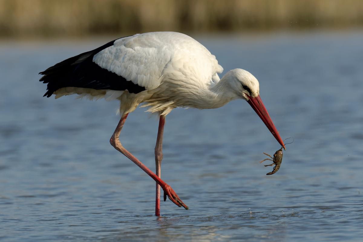 ¿Qué comen las cigüeñas?