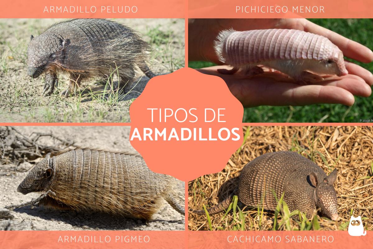 Tipos de armadillos
