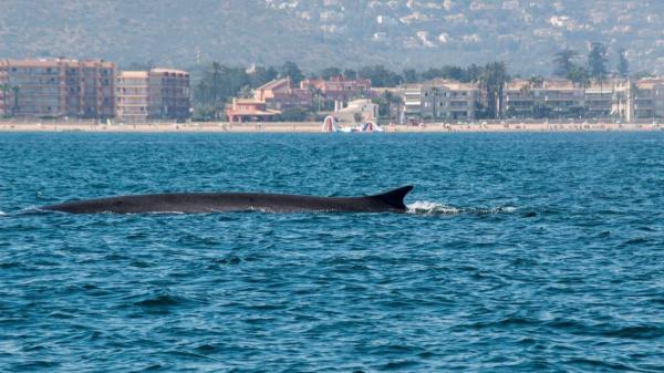 El segundo animal más grande del planeta ya se deja ver en Dénia: arranca la temporada de ballenas y los expertos explican cómo verlas - Así es el rorcual común, la ballena de hasta 24 metros que se deja ver en Dénia y Xàbia