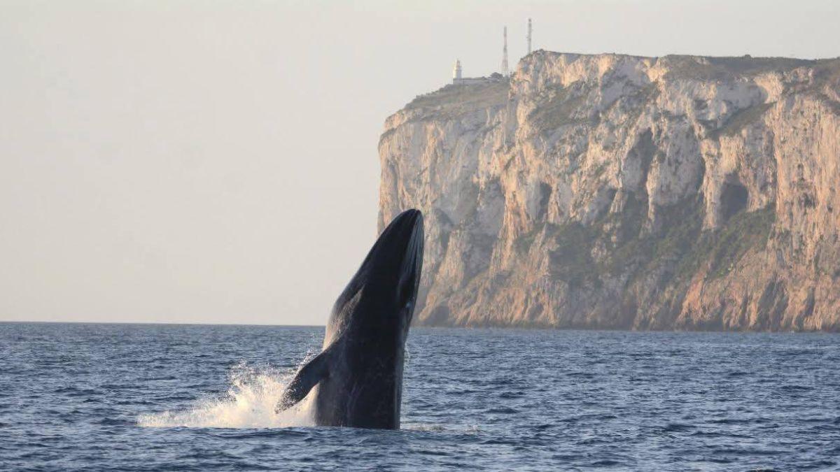 El segundo animal más grande del planeta ya se deja ver en Dénia: arranca la temporada de ballenas y los expertos explican cómo verlas