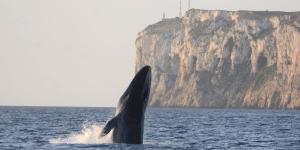El segundo animal más grande del planeta ya se deja ver en Dénia: arranca la temporada de ballenas y los expertos explican cómo verlas