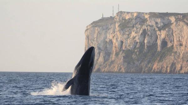 El segundo animal más grande del planeta ya se deja ver en Dénia: arranca la temporada de ballenas y los expertos explican cómo verlas