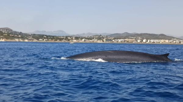 El segundo animal más grande del planeta ya se deja ver en Dénia: arranca la temporada de ballenas y los expertos explican cómo verlas - La razón por la que tantas ballenas pasan frente a Dénia y Xàbia cada año