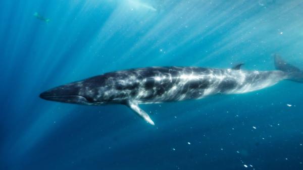 El segundo animal más grande del planeta ya se deja ver en Dénia: arranca la temporada de ballenas y los expertos explican cómo verlas - Las principales amenazas que ponen en riesgo a los rorcuales en el Mediterráneo