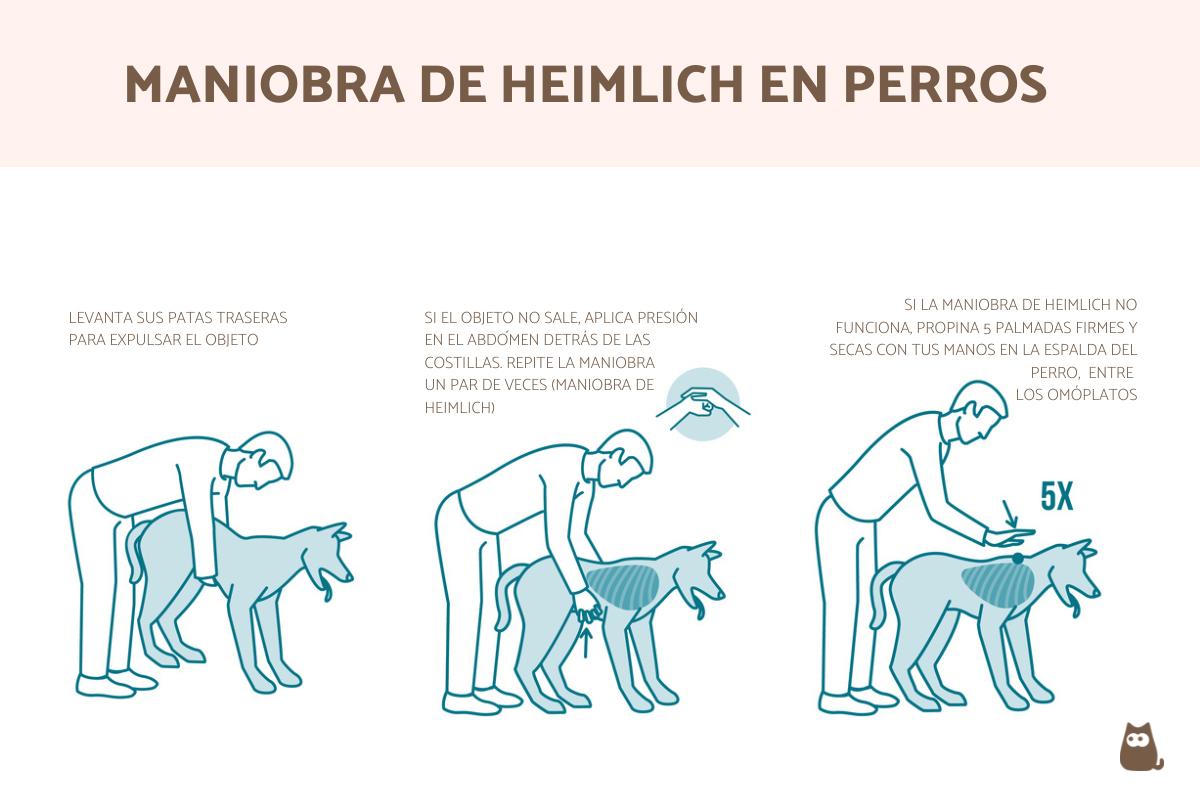 ¿Cómo hacer la maniobra de Heimlich en perros?