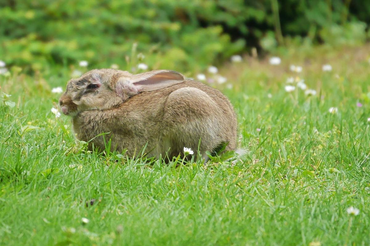 Diarrea en conejos - Causas y tratamiento