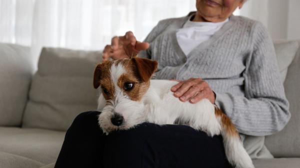 Pancho Cavero, veterinario: “Si tu perro es mayor y hace esto, puede estar perdiendo la memoria” - El aviso de un veterinario: no todo cambio de conducta en un perro mayor es “cosa de la edad”