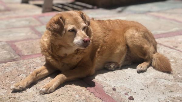 Pancho Cavero, veterinario: “Si tu perro es mayor y hace esto, puede estar perdiendo la memoria” - El síndrome que afecta a perros mayores y puede cambiar su memoria, su sueño y su comportamiento