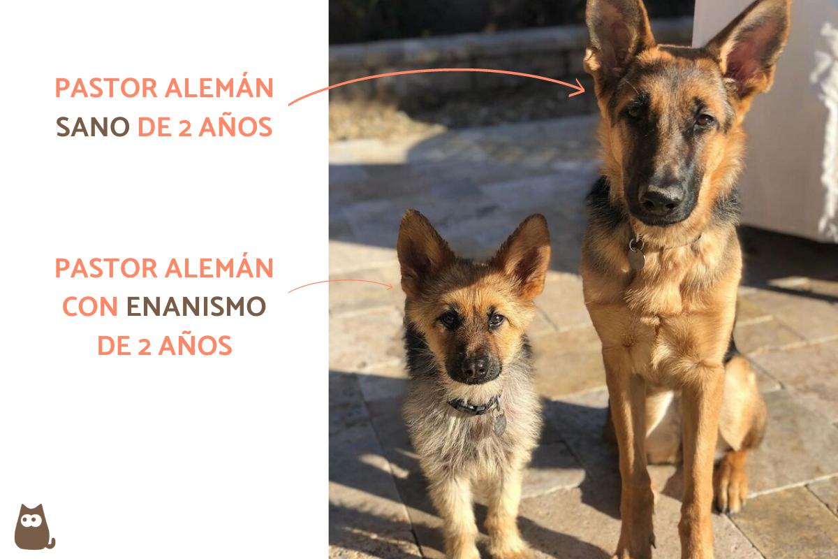 Enanismo en perros - Causas, síntomas y tratamiento