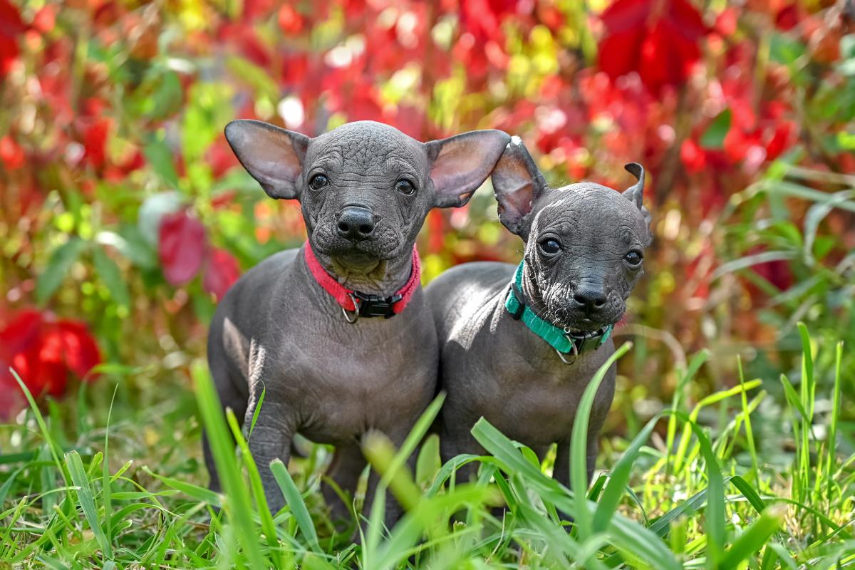Tipos de xoloitzcuintle