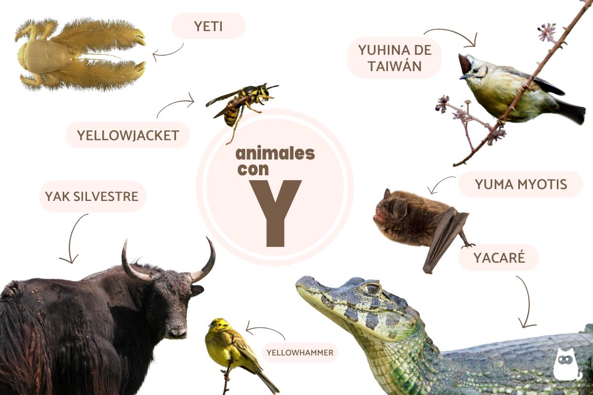 Animales que empiezan por Y