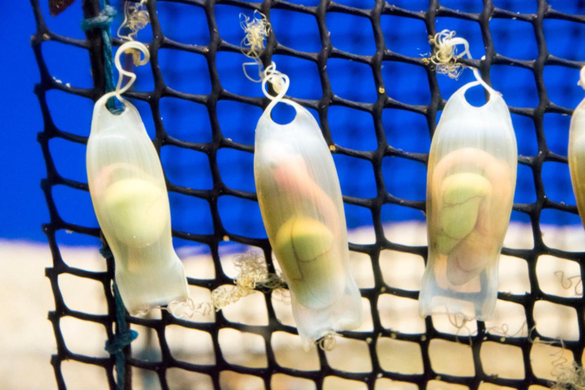 ¿Cómo nacen los tiburones?