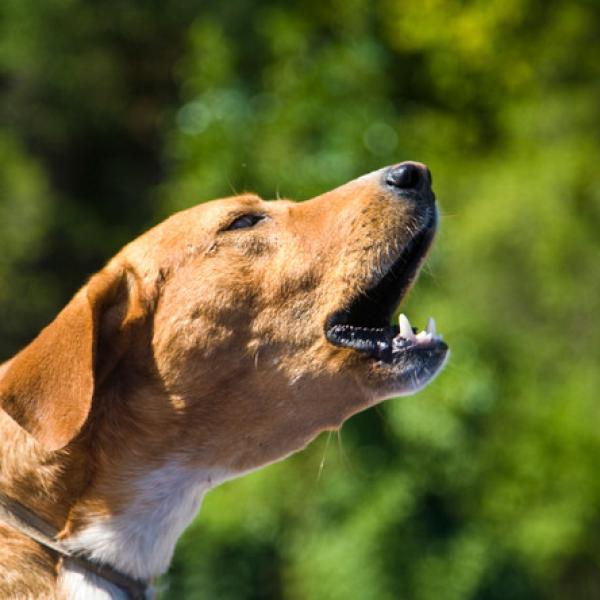 como hago para que mi perro deje de ladrar toda la noche