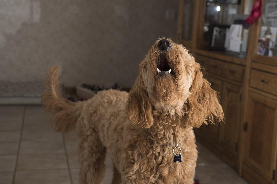 como hago para que mi perro deje de ladrar toda la noche