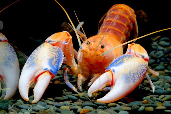 Animales que empiezan por Y - Yabby común (Cherax destructor)