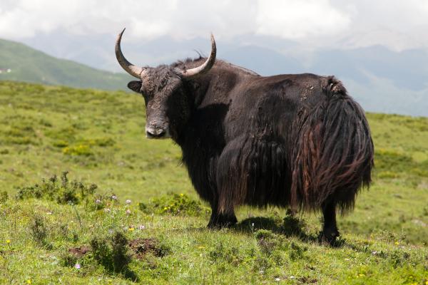 Animales que empiezan por Y - Yak silvestre (Bos mutus)