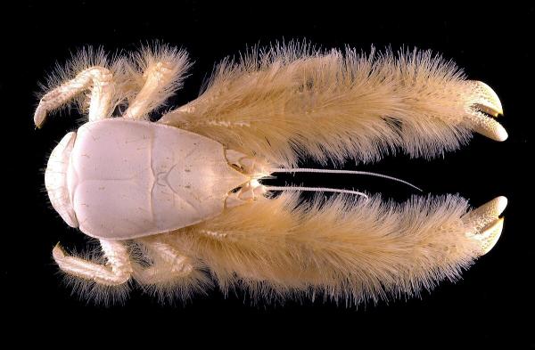 Animales que empiezan por Y - Yeti (Kiwa hirsuta)