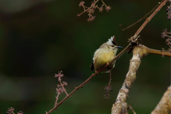 Animales que empiezan por Y - Yuhina de Taiwán (Yuhina brunneiceps)