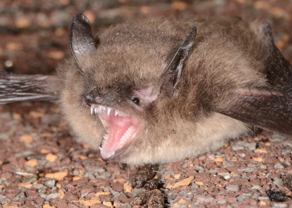 Animales que empiezan por Y - Yuma myotis (Myotis yumanensis)