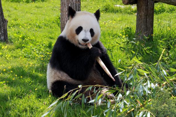 ¿Los pandas son agresivos? - ¿En qué situaciones pueden ser agresivos los pandas?