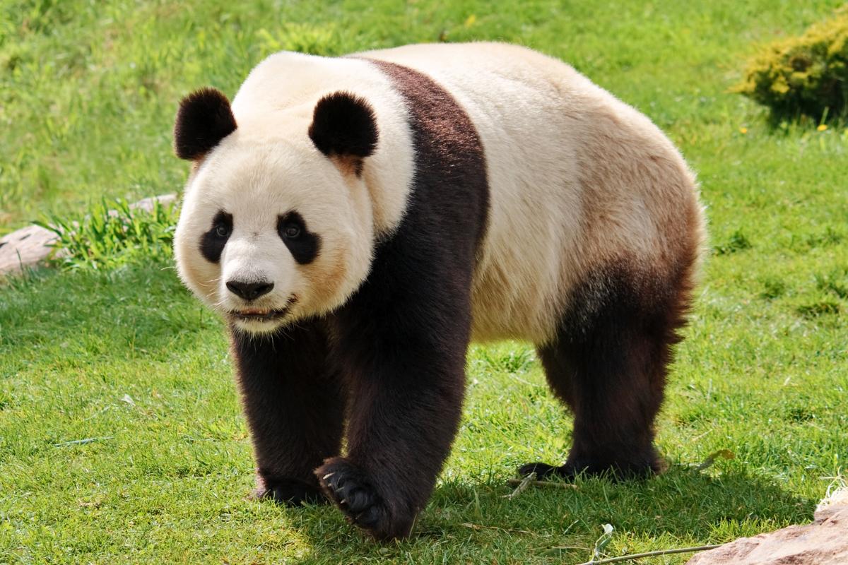 ¿Los pandas son agresivos?