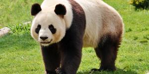 ¿Los pandas son agresivos?