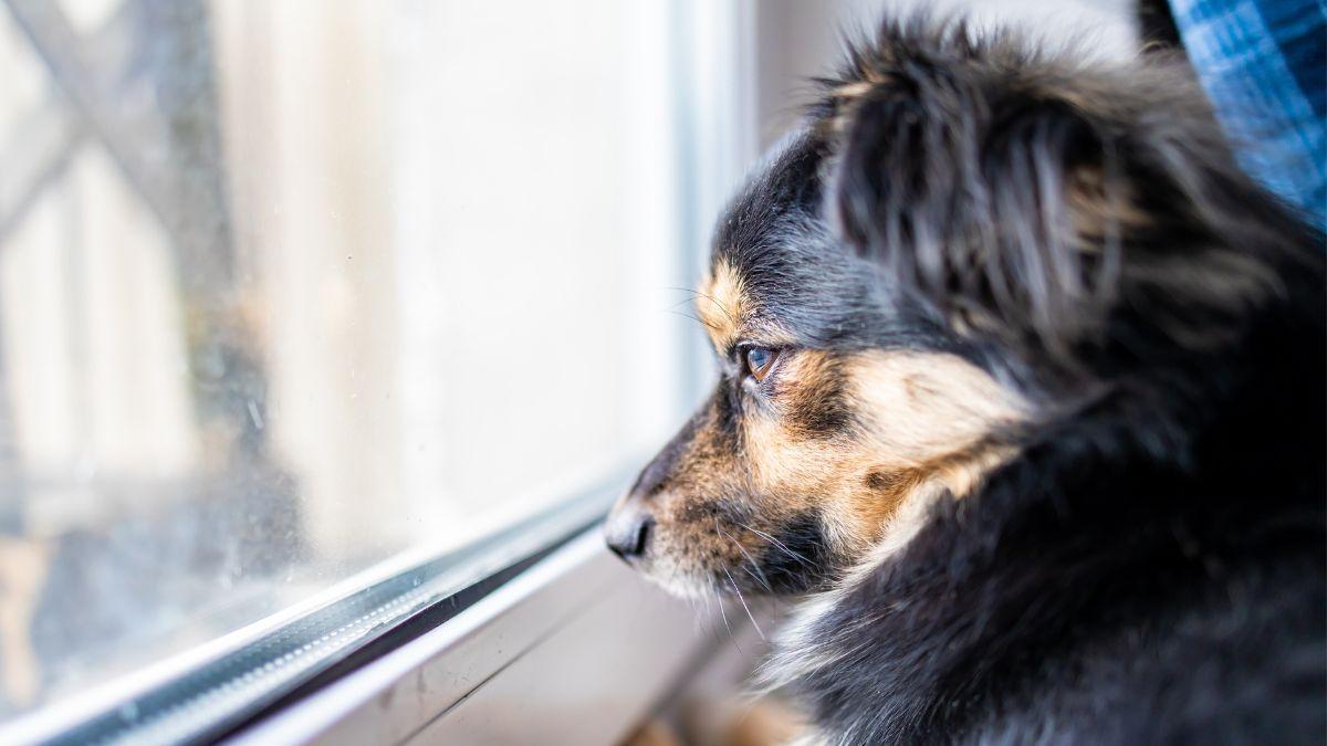 Rafa, educador canino: “La custodia compartida no siempre es la mejor opción para un perro”