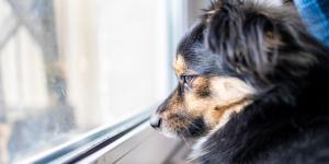 Rafa, educador canino: “La custodia compartida no siempre es la mejor opción para un perro”