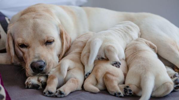 La UE cambia las normas: a partir del 31 de agosto de 2028, los cachorros no podrán venderse ni darse en adopción antes de las 8 semanas - La separación temprana puede favorecer problemas de conducta en perros y gatos