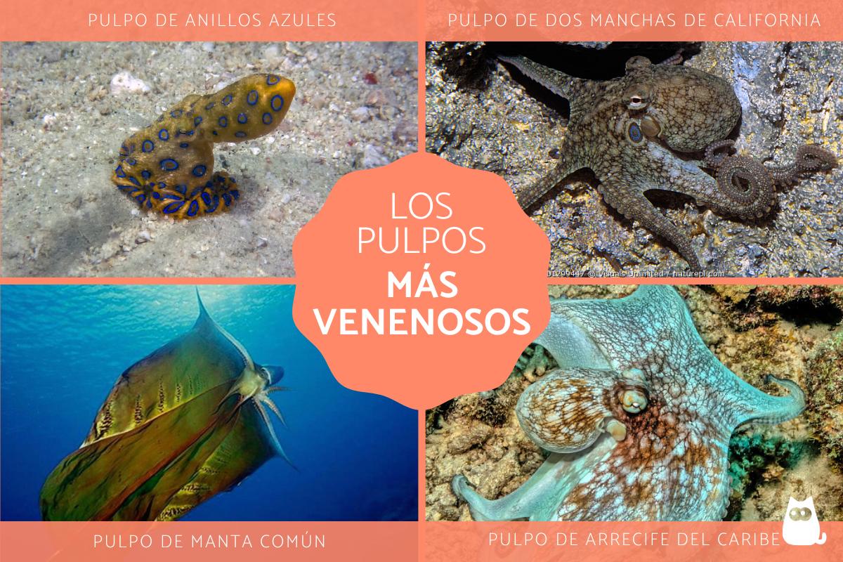 Pulpos más venenosos del mundo