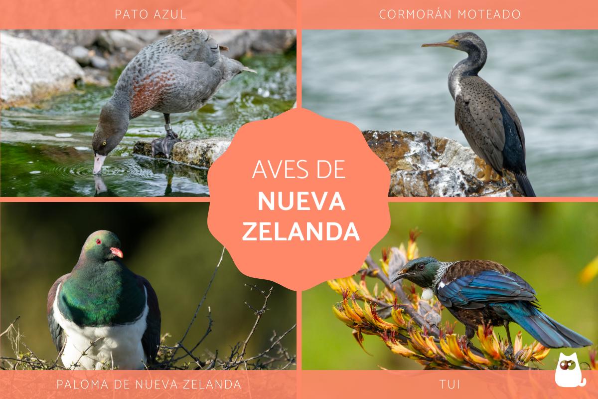 Aves de Nueva Zelanda