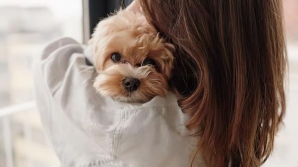 La psicología dice que las personas que sienten culpa cuando dejan solo a su perro no lo hacen porque sean demasiado sensibles: hay un motivo detrás - La razón psicológica por la que dejar solo al perro genera culpa en algunas personas