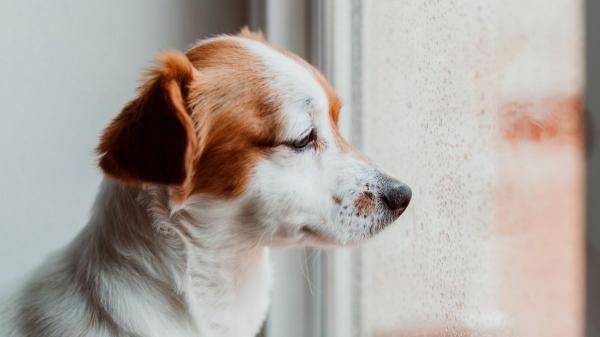 La psicología dice que las personas que sienten culpa cuando dejan solo a su perro no lo hacen porque sean demasiado sensibles: hay un motivo detrás - Sentir culpa no significa necesariamente que el perro esté sufriendo
