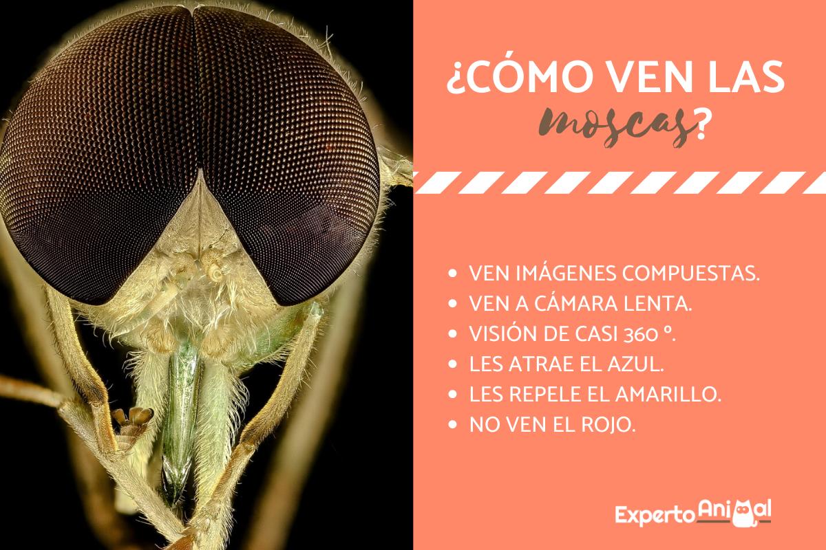 ¿Cómo ven las moscas?