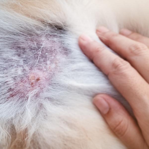 cómo se ve la dermatitis por pulgas en un perro