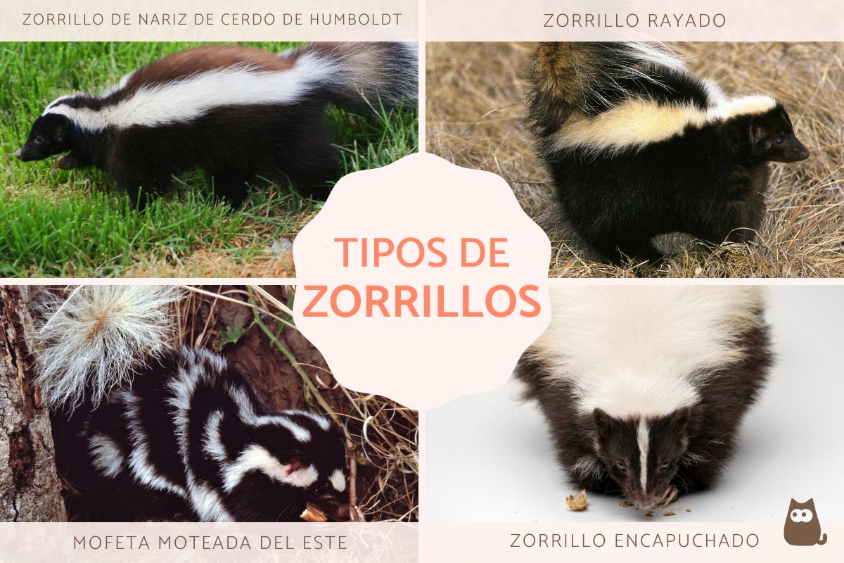 Tipos de zorrillos o mofetas