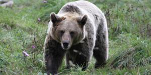 El territorio español que se ha convertido en un paraíso inesperado para los osos pardos