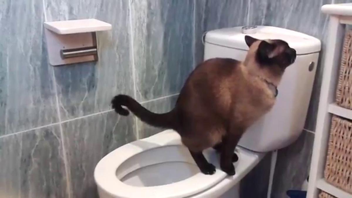 Enseñar a tu gato a usar el WC paso a paso