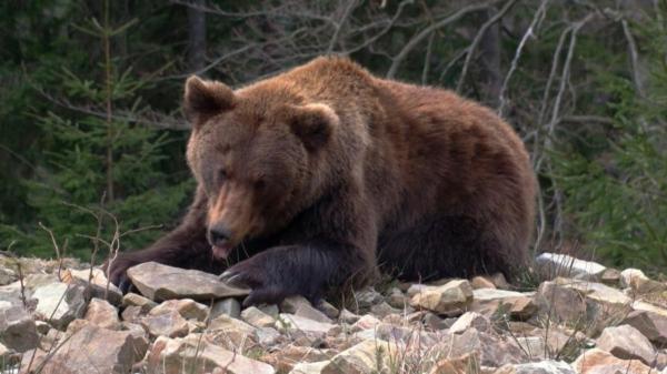 El territorio español que se ha convertido en un paraíso inesperado para los osos pardos - Nuevos territorios: más allá de la Cordillera Cantábrica