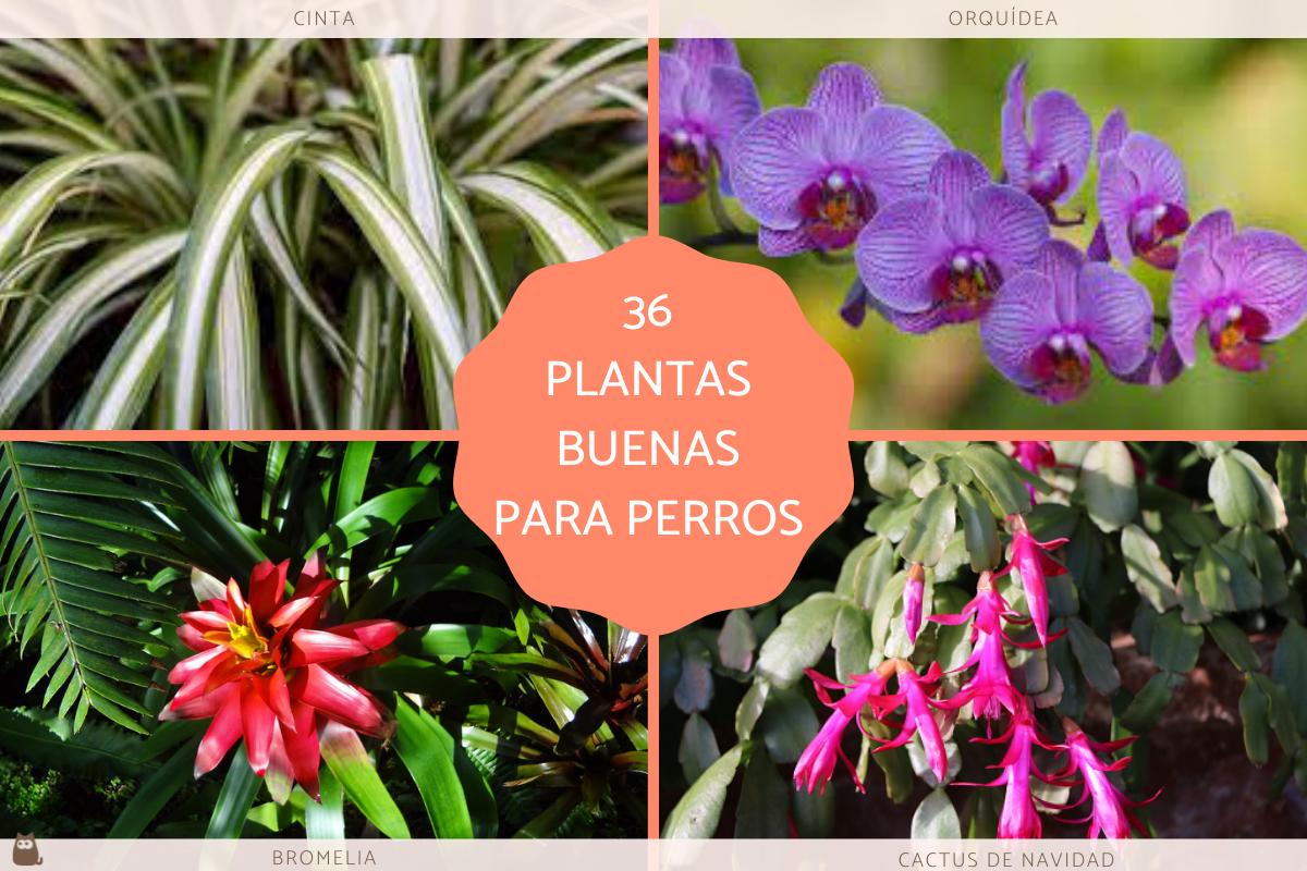 Plantas buenas y seguras para perros