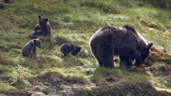 El territorio español que se ha convertido en un paraíso inesperado para los osos pardos - ¿Un nuevo “paraíso” o una fase de transición?
