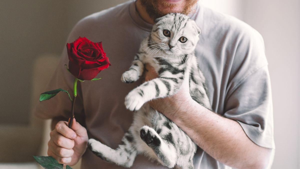 Cuidado con las rosas si tienes gato o perro este Sant Jordi: esto es lo que puede pasar si las ingieren o las tocan