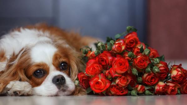 Cuidado con las rosas si tienes gato o perro este Sant Jordi: esto es lo que puede pasar si las ingieren o las tocan - Las rosas no son tóxicas para gatos y perros, pero tampoco son inofensivas