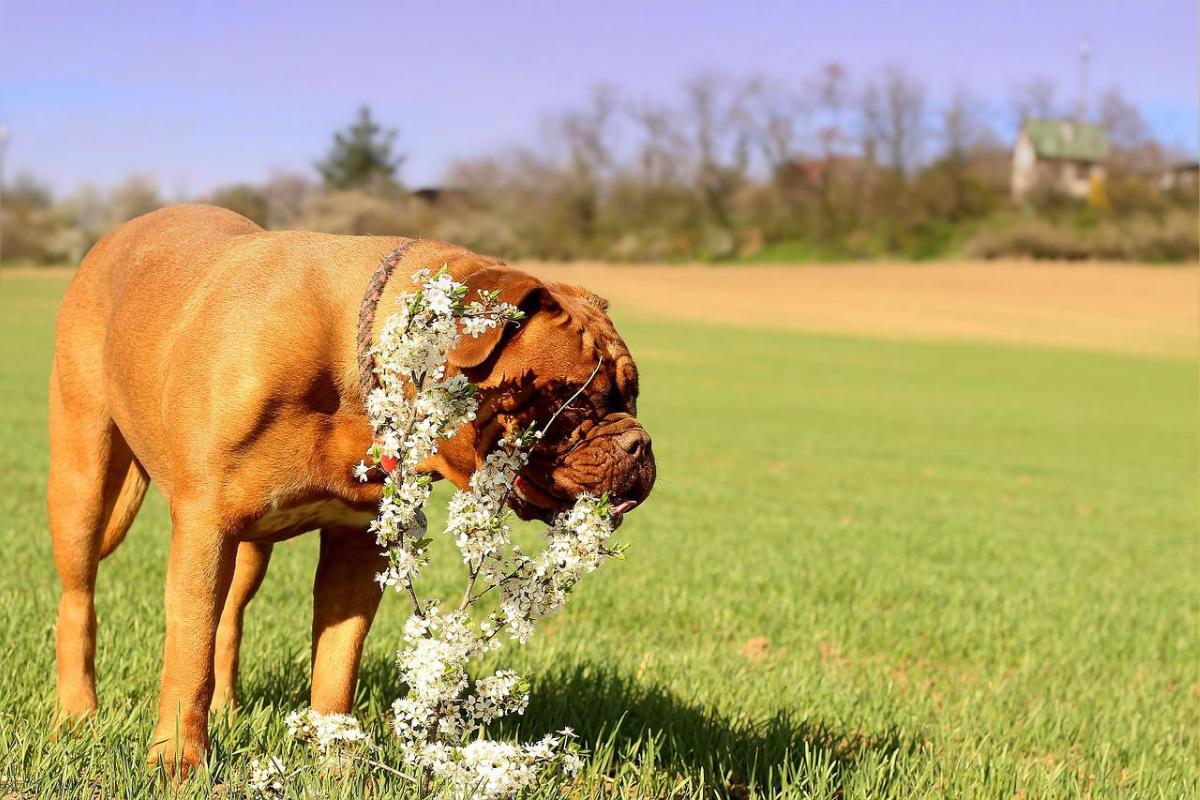 Leishmaniosis en perros y el cambio climático en España