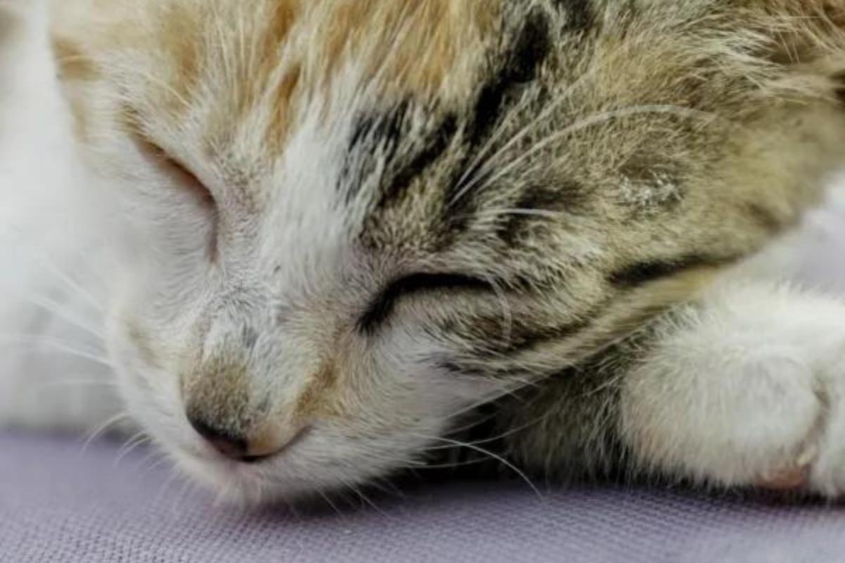 Gastroenteritis en gatos - Síntomas, tratamiento y duración