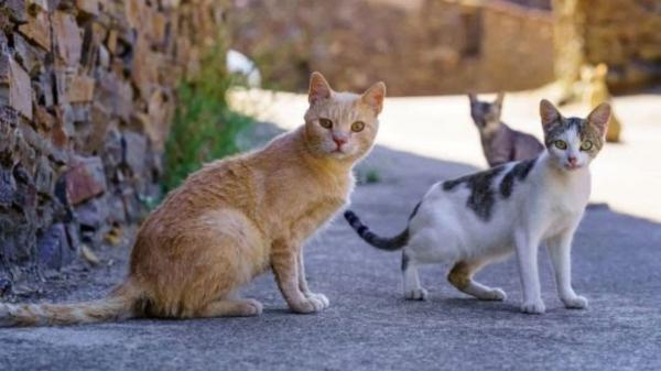 Confirmado: el Gobierno destinará 4 millones de euros en ayudas para protección animal con especial atención a las colonias felinas - Las ayudas refuerzan la gestión de colonias felinas en España