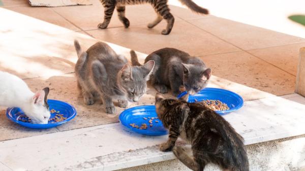 Confirmado: el Gobierno destinará 4 millones de euros en ayudas para protección animal con especial atención a las colonias felinas - Más de 2.000 proyectos optaron a las ayudas en la última convocatoria