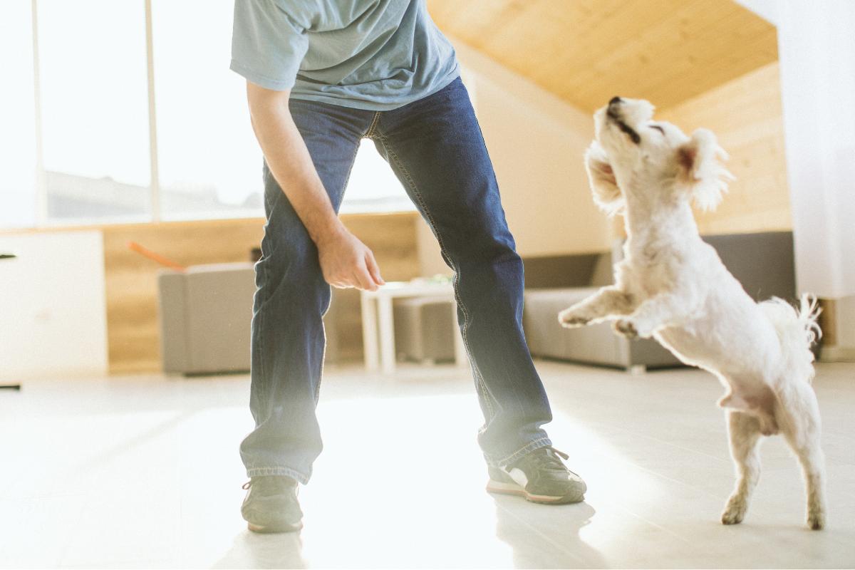 Mi perro me salta encima y me muerde: causas y cómo actuar