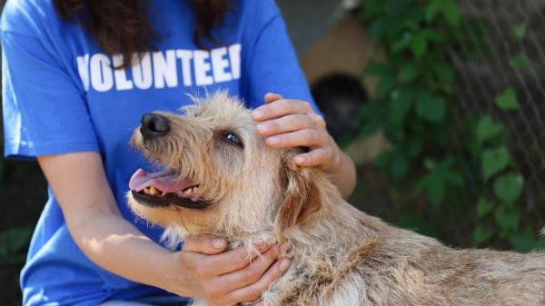 Confirmado: el Gobierno destinará 4 millones de euros en ayudas para protección animal con especial atención a las colonias felinas - Protectoras de animales y entidades locales, principales beneficiarios