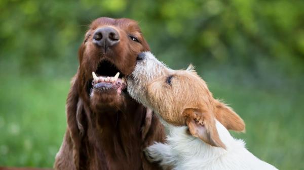 Los expertos avisan: si tu perro bosteza mucho no siempre tiene sueño - El bostezo también actúa como señal de conflicto o advertencia entre perros
